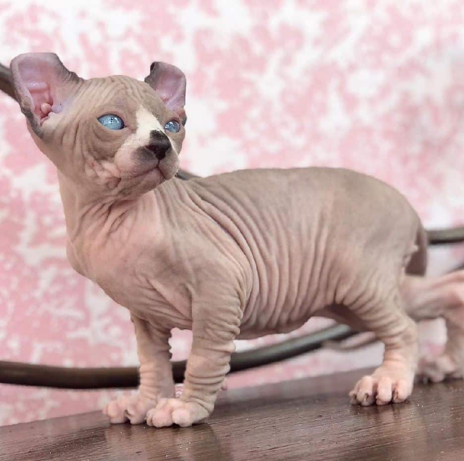 Hairless Cats For Sale Near Me Hairless Cat For Sale.